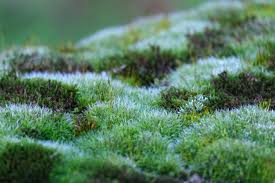 Marshfield Moss Co.
